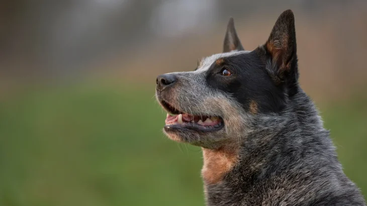 Australian Cattle Dog Dog photo