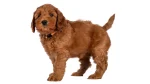 Australian Cobberdog Dog photo