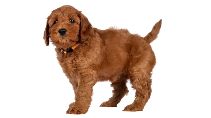 Australian Cobberdog Dog photo