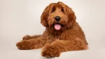 Australian Cobberdog Dog photo