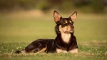 Australian Kelpie Dog photo