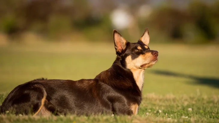 Australian Kelpie Dog photo