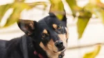 Australian Kelpie Dog photo