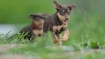 Australian Kelpie Dog photo