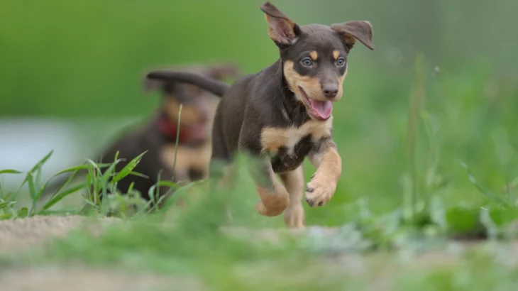 Australian Kelpie Dog photo
