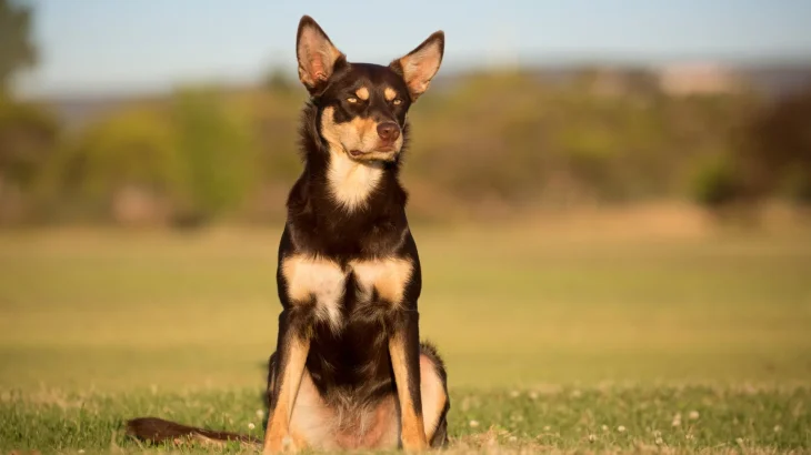 Australian Kelpie Dog photo