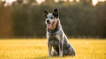 Australian Koolie Dog photo
