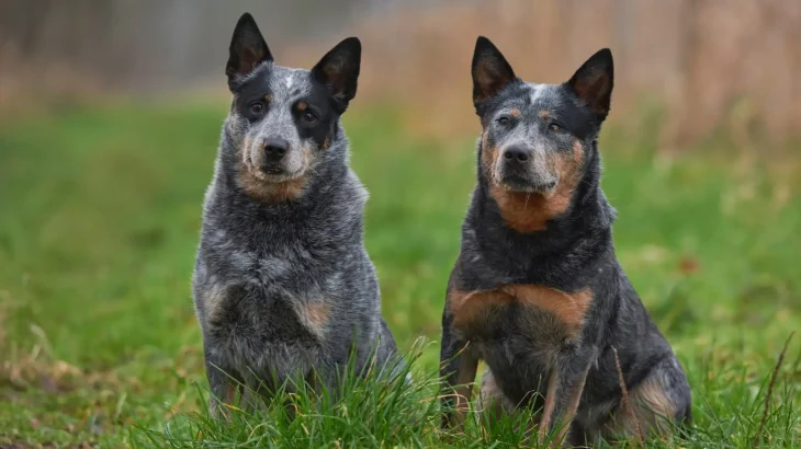 Australian Koolie Dog photo