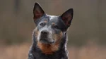 Australian Koolie Dog photo