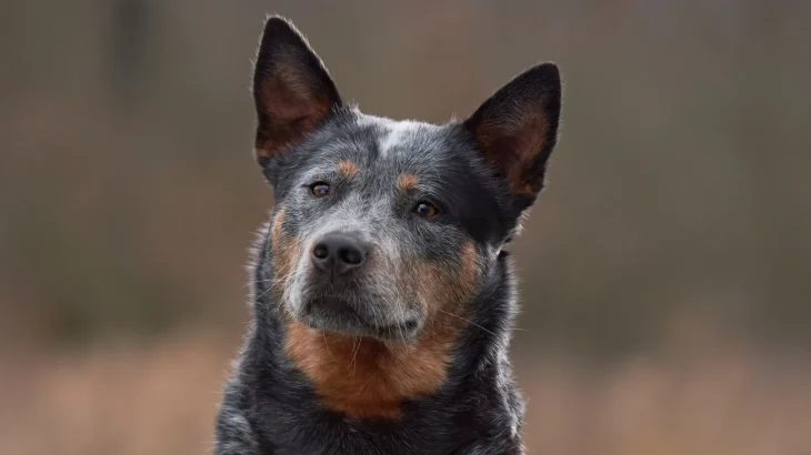 Australian Koolie Dog photo