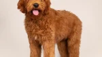 Australian Labradoodle Dog photo