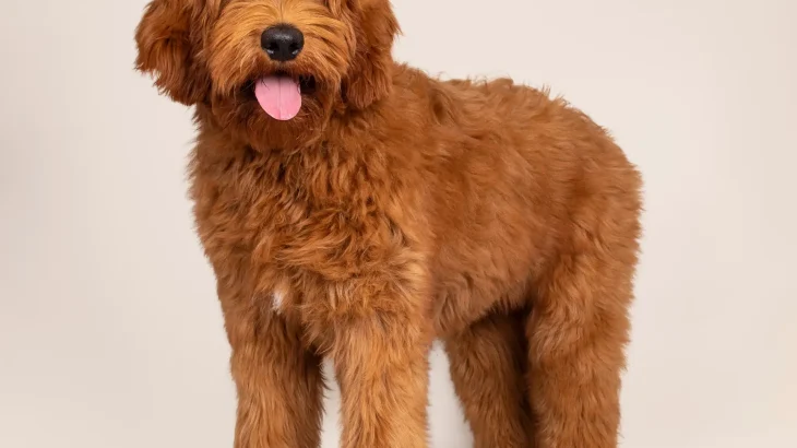 Australian Labradoodle Dog photo