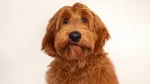 Australian Labradoodle Dog photo