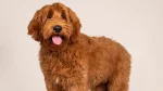 Australian Labradoodle Dog photo
