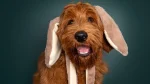 Australian Labradoodle Dog photo
