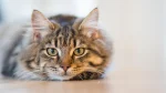 Australian Mist Cat photo
