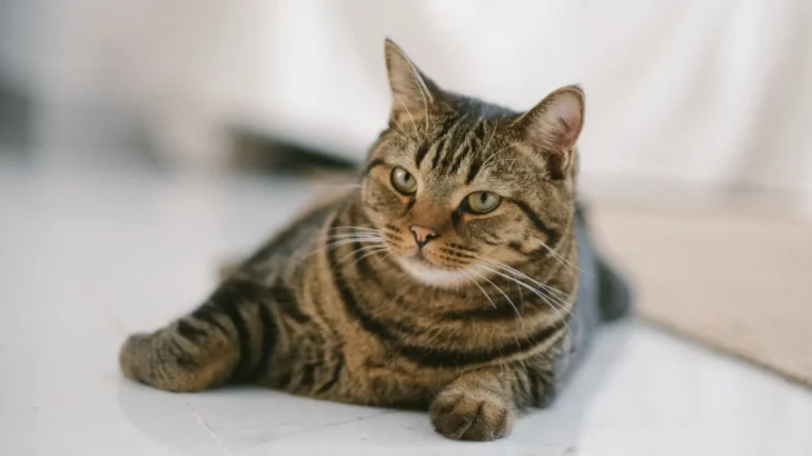 Australian Mist Cat photo