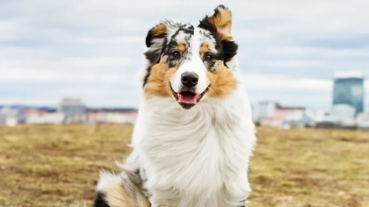 Australian Shepherd Dog photo