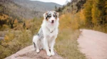 Australian Shepherd Dog photo
