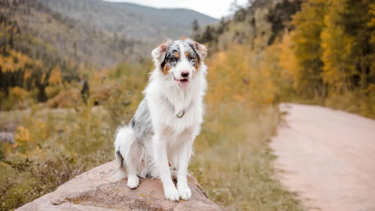 Australian Shepherd Dog photo