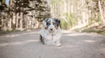 Australian Shepherd Dog photo