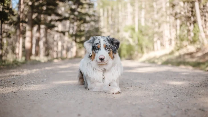 Australian Shepherd Dog photo