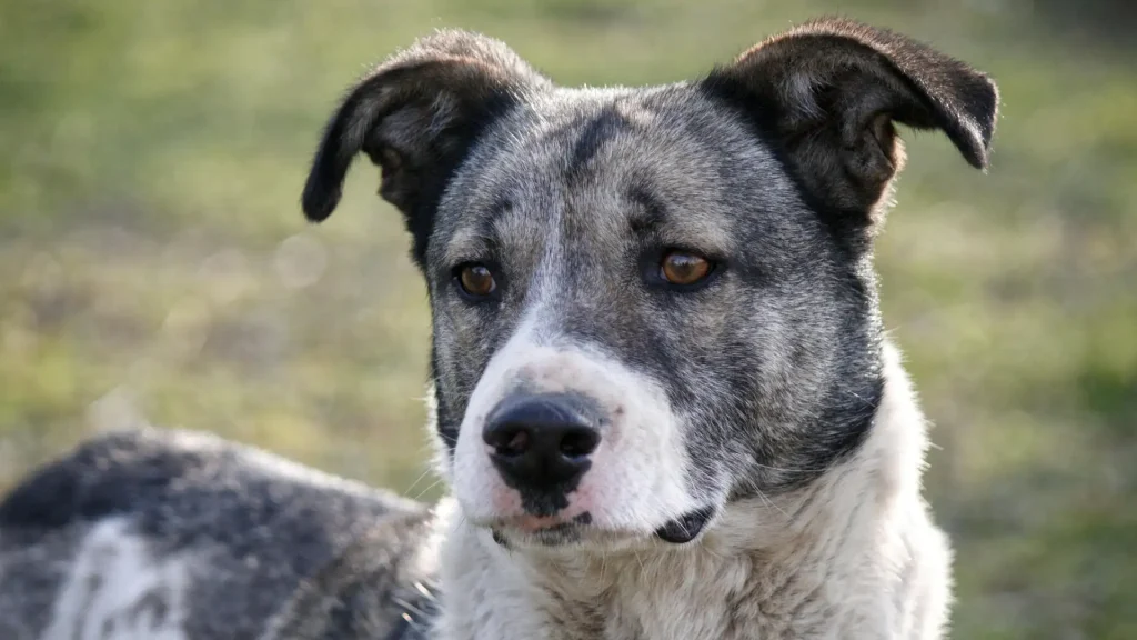 Australian Stumpy Tail Cattle Dog Dog photo