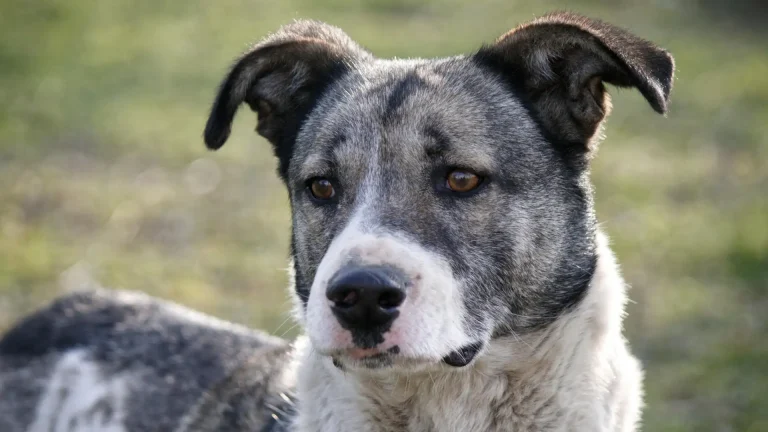 Australian Stumpy Tail Cattle Dog Dog photo
