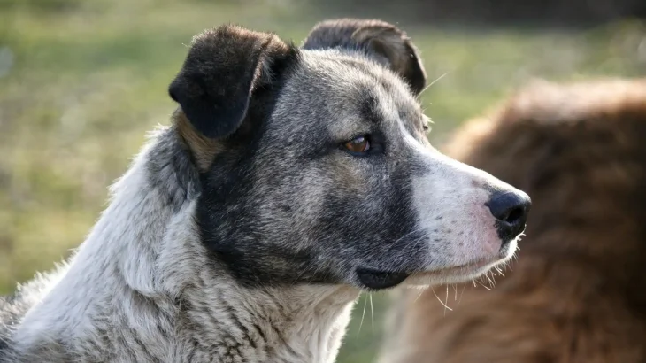 Australian Stumpy Tail Cattle Dog Dog photo