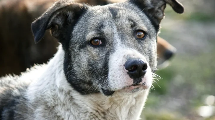 Australian Stumpy Tail Cattle Dog Dog photo