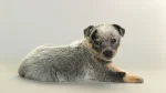 Australian Stumpy Tail Cattle Dog Dog photo