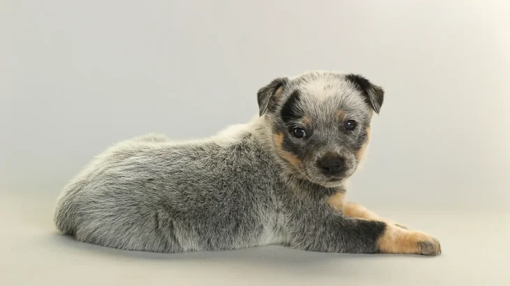 Australian Stumpy Tail Cattle Dog Dog photo