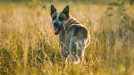 Australian Stumpy Tail Cattle Dog Dog photo