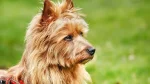 Australian Terrier Dog photo