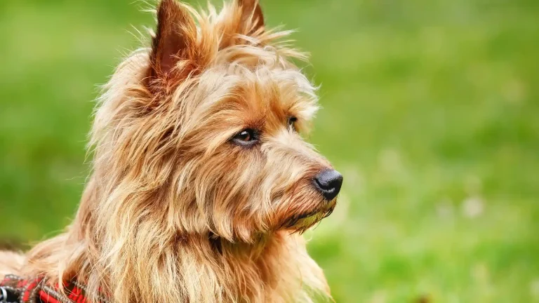 Australian Terrier Dog photo