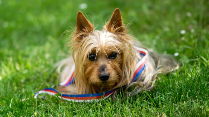 Australian Terrier Dog photo
