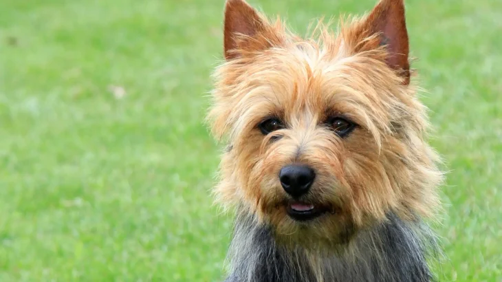 Australian Terrier Dog photo