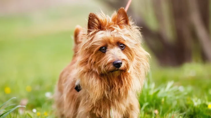 Australian Terrier Dog photo