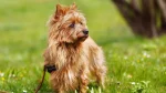 Australian Terrier Dog photo