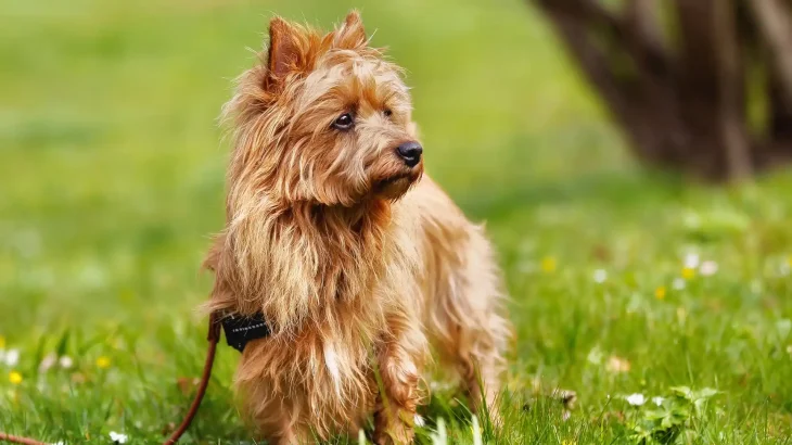 Australian Terrier Dog photo