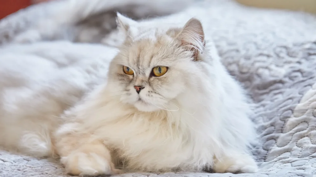 Australische Tiffanie Cat photo