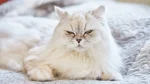 Australische Tiffanie Cat photo