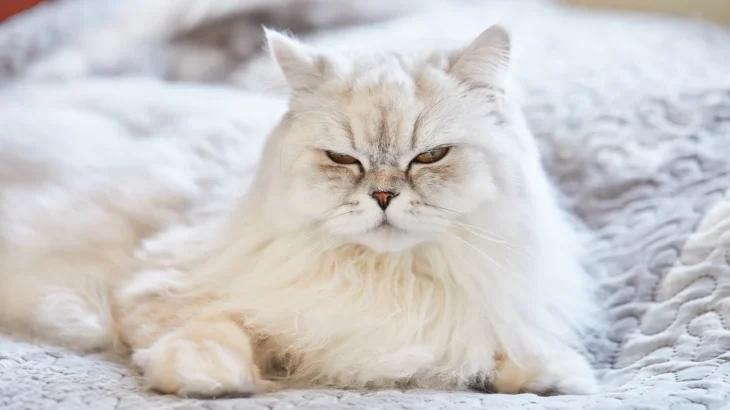 Australische Tiffanie Cat photo