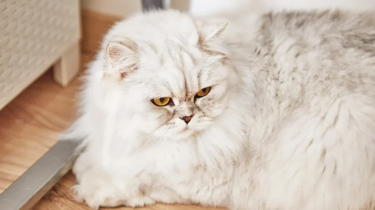 Australische Tiffanie Cat photo