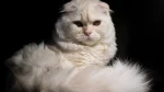 Australische Tiffanie Cat photo
