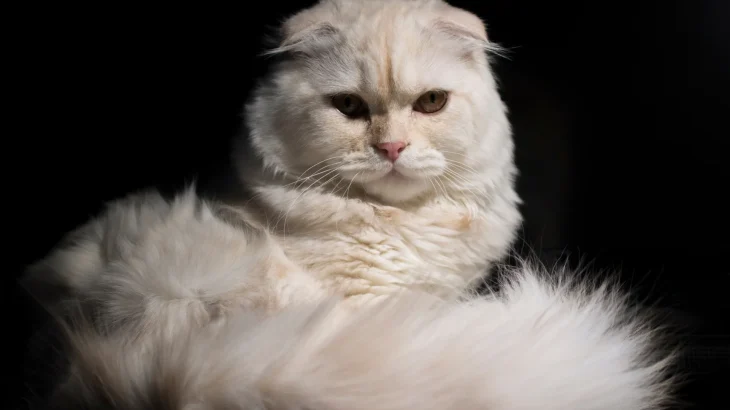 Australische Tiffanie Cat photo