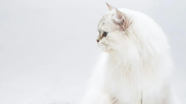 Australische Tiffanie Cat photo