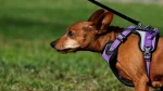 Austrian Shorthaired Pinscher Dog photo