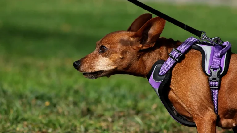 Austrian Shorthaired Pinscher Dog photo