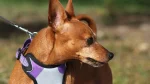 Austrian Shorthaired Pinscher Dog photo